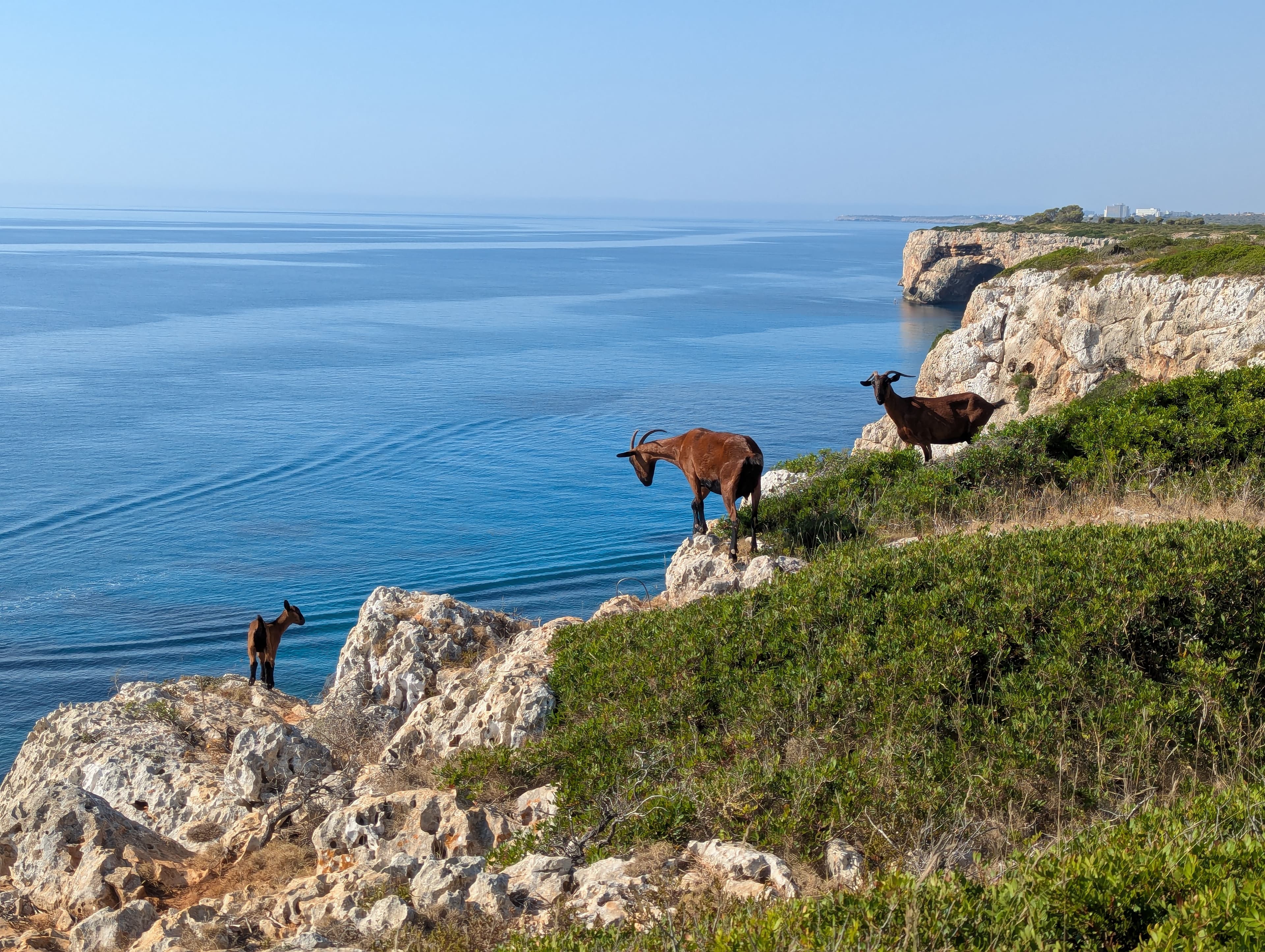 Three brown goats perched on a rocky cliffside overlooking a vast, calm blue ocean.
